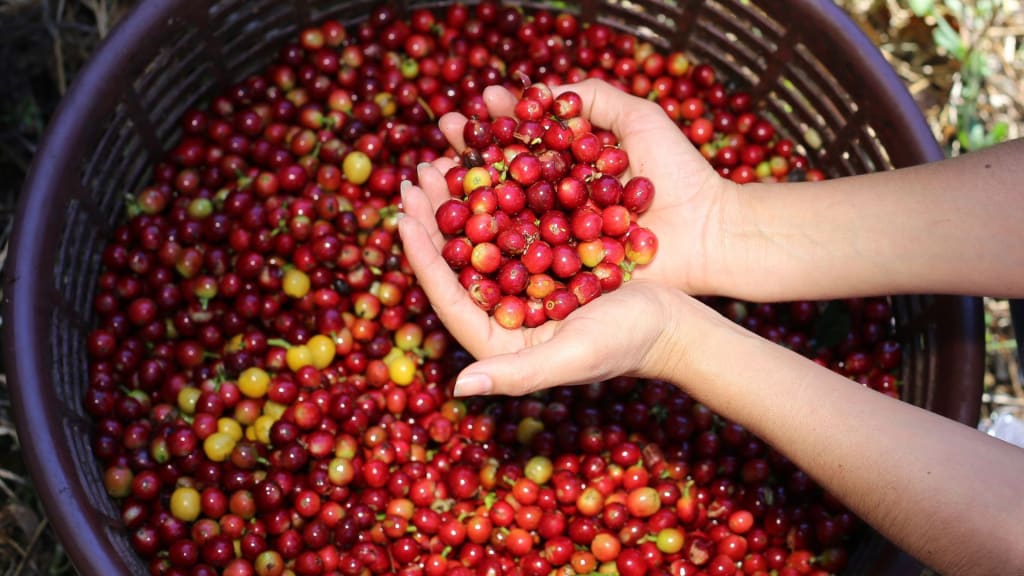 Raw Coffee beans from Costa Rica